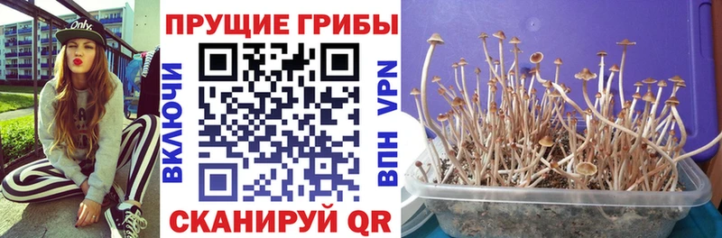 где продают   Ефремов  Псилоцибиновые грибы Cubensis 